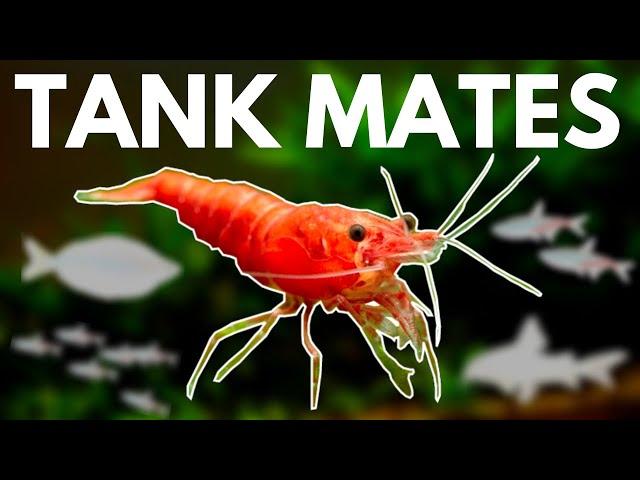 7 BEST Shrimp Tank Mates You Need to Try