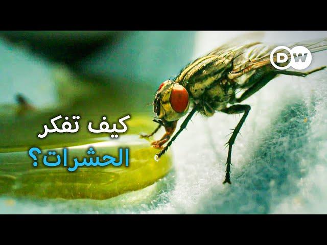 وثائقي | ذكاء الحشرات - كيف يطور النحل والدبابير مهارات ذهنية معقدة؟ | وثائقية دي دبليو