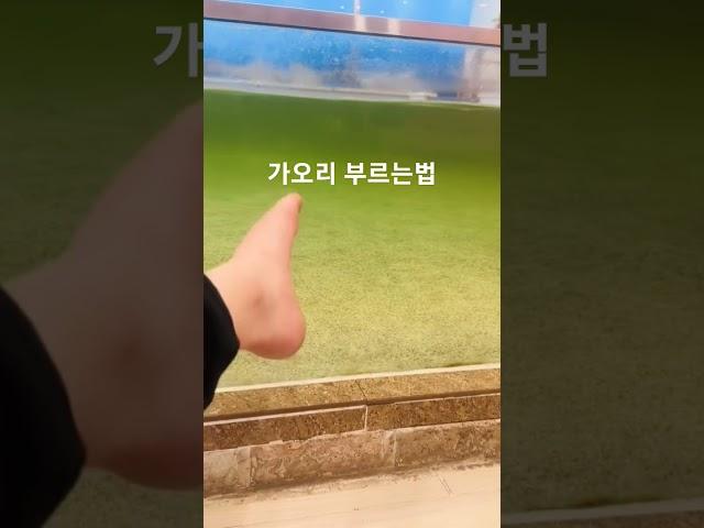 가오리 부르는 법 #shorts