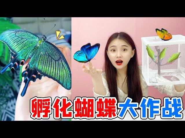 Challenge to hatch "Baby Bugs! Buy 6 cocoons for 66 yuan