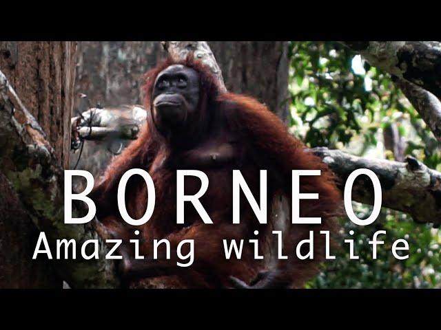 Backpacking North Borneo - See The Amazing Wildlife and Nature