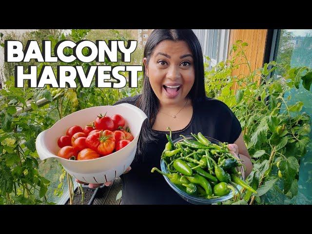 MY FIRST BALCONY GARDEN VEGETABLE HARVEST | Massive harvest from my garden in London