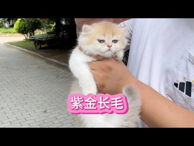 稀有的紫金长毛~我与猫的故事【大熊玩猫】