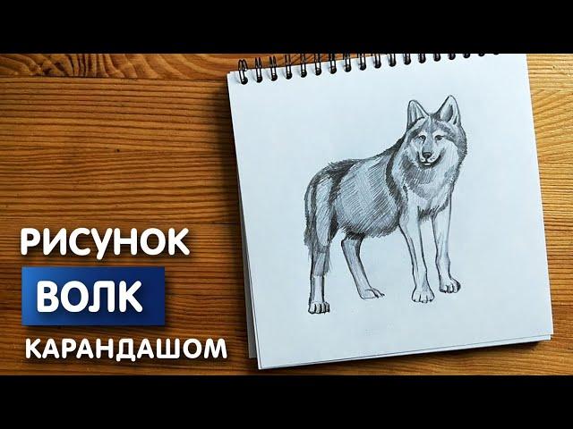 Как нарисовать волка карандашом | Рисунок для начинающих поэтапно