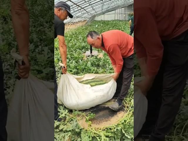 بزرگترین تربوز یا هندوانه دنیا.                        The biggest watermelon in the world