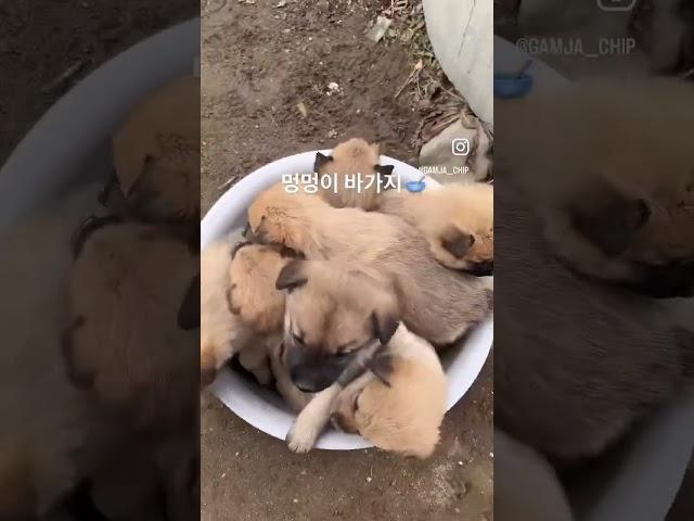 감자 형제 시고르자브종 바가지
