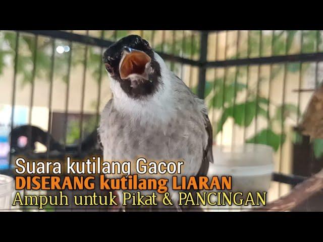 Suara Burung Kutilang Gacor ASLI Tanpa isian, Ampuh untuk Pikat Kutilang bikin kutilang Ribut gacor