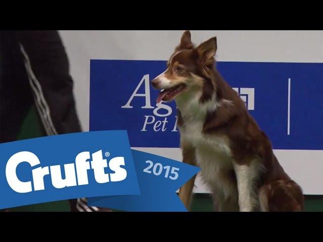 Agility - Championship Final | Crufts 2015