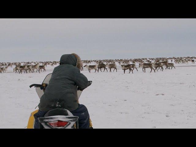 Caribou hunting in Canada's Arctic (Arviat, Nunavut)