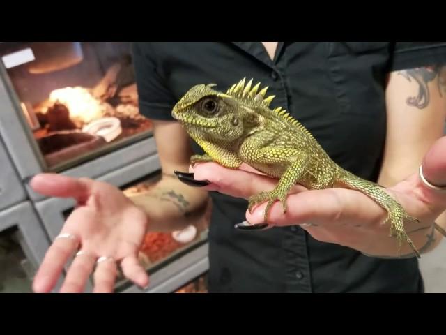 Mountain Horned Lizard Climbs Niki's Hair !!  - LLLReptile