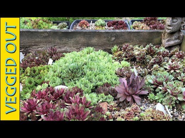 OVER 50 NAMED SEMPERVIVUM VARIETIES HUGE RAISED BED HENS & CHICKS SUCCULENTS COLLECTION