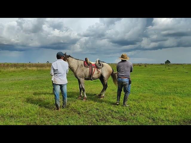 caballo Recio, Doma de caballo criollo