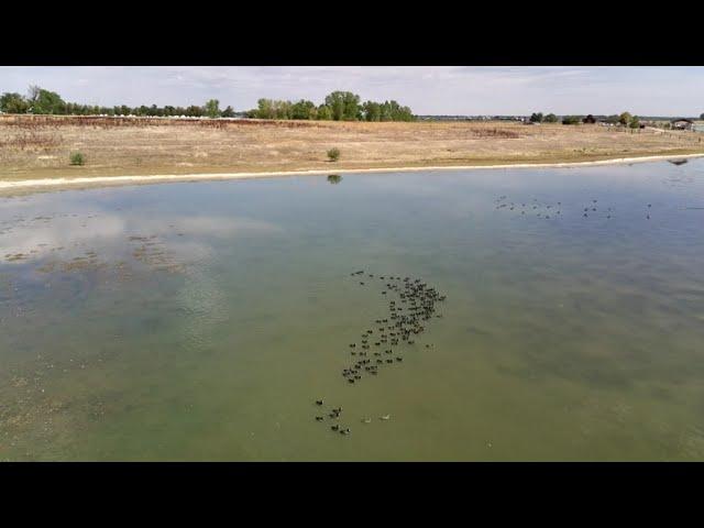 Lagerman wildlife footage. Lagerman reservoir Longmont CO.