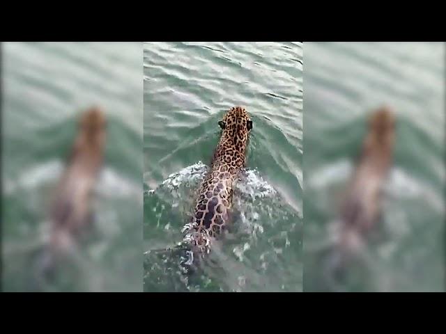 Rare Glimpse of Jaguar Swimming in Belize | WCS