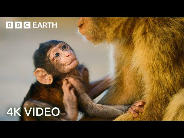 Two Hours of Amazing Animal Moments | 4K UHD | BBC Earth