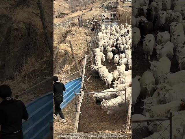 Hillside Herding: Goats Flow Through Open Gate with Dog Guide