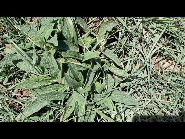 Edible Herbs For Tea and Foods, Jerusalem Sage, Catchweed,Prickly lettuce,Field bindweed,Wall-rocket