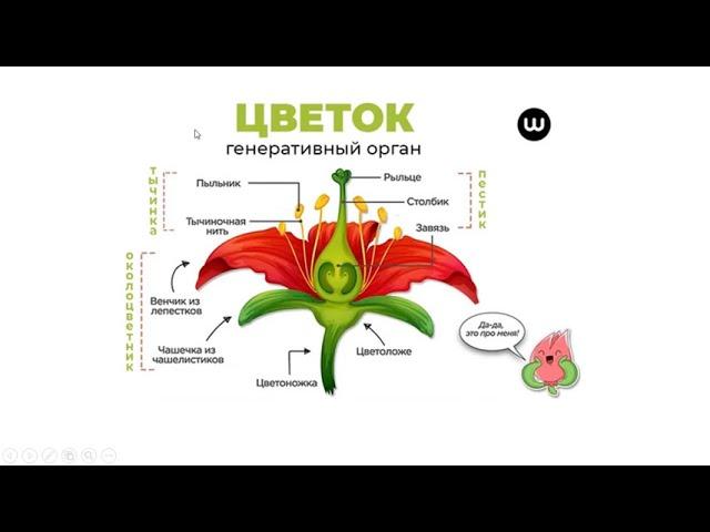 генеративные органы растений. ОГЭ и ЕГЭ