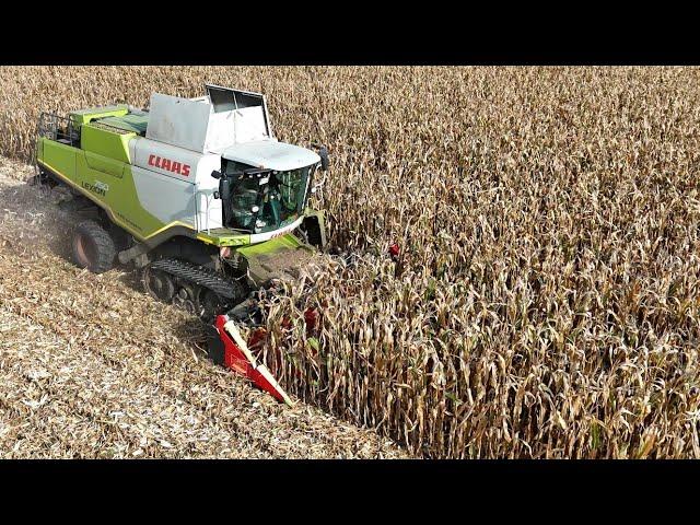 CLAAS LEXION 750TT bei der Körnermais Ernte / APG GRASSAU / 4K