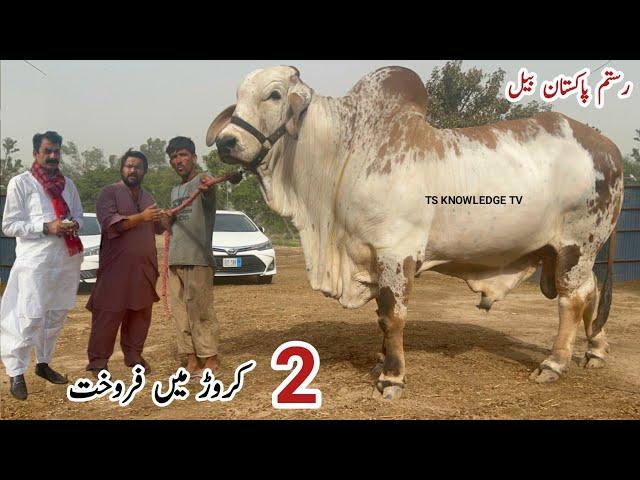 History Maker Bull Sold for 2 Crore  Pakistan Biggest Bull Rustam.e.Pakistan #cattle #bull #cowmandi