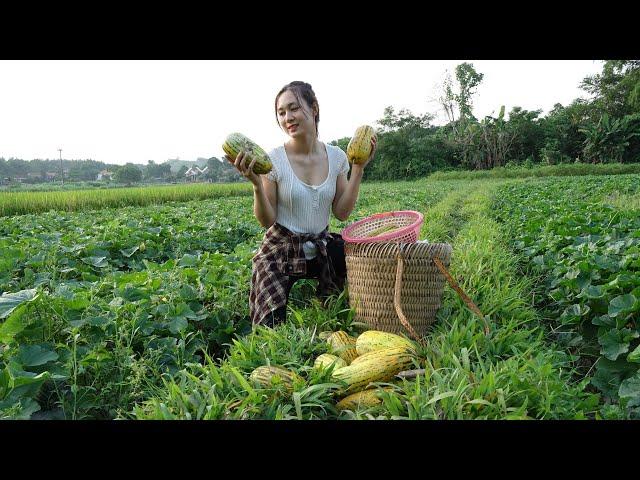 Harvest soft melons to sell at the market-Grow vegetables to take care of the farm | Ngân Daily Life