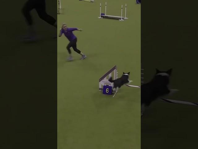 Nimble the Border Collie-Papillon Mix Shatters Westminster Dog Show's Purebred Streak