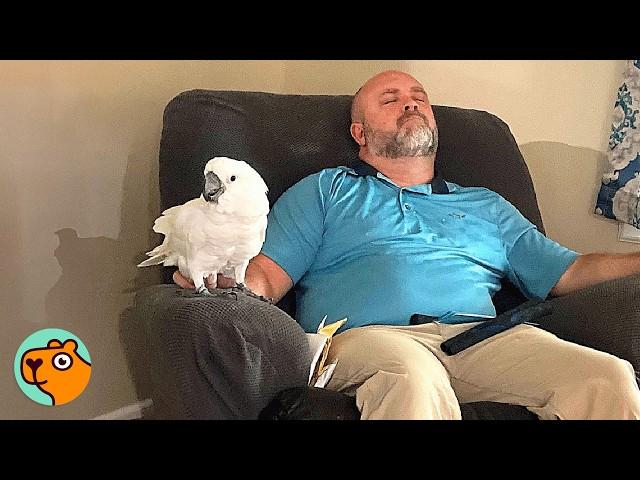 Parrot Falls In Love With Man And Won't Leave His Side  | Cuddle Buddies