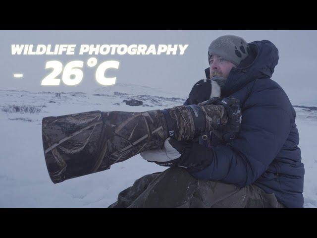 Extreme Cold Wildlife Photography: 3 days Winter Expedition ️