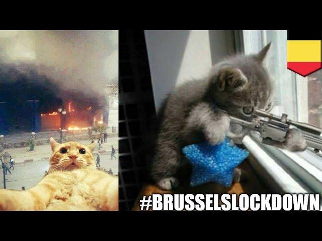 #BrusselsLockdown hashtag bursts into Belgian cat meme explosion on Twitter - TomoNews