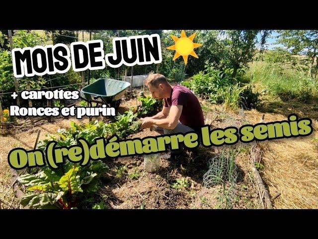 Le POTAGER en juin, on (re)démarre les semis !