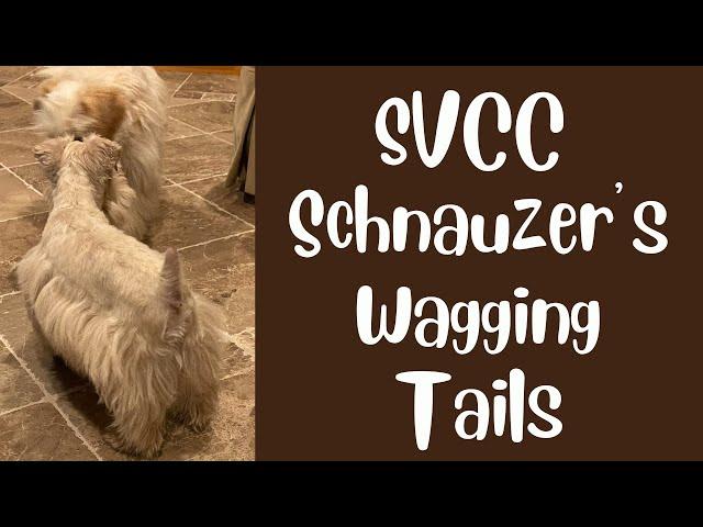 SVCC Schnauzer Wagging Tails, Tells, & Tales