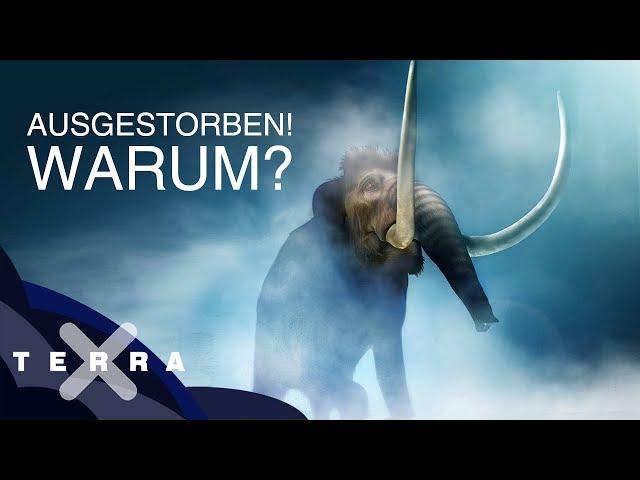 Warum sind die Mammuts ausgestorben? | Terra X