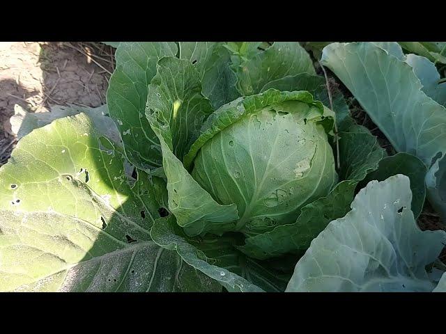 What is the best spacing for cabbage plants?