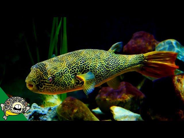 THE LARGEST FRESHWATER PUFFER. Tetraodon Mbu Puffer Fish Profile