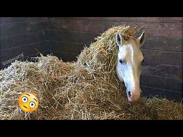 Need something fun? Watch these funny and cute Horse Videos - Funniest Horses #6