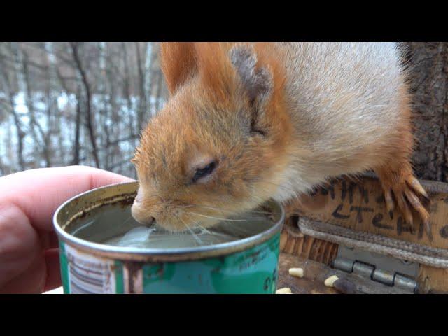 Покормил Белку с глазиком. Давно её не видел / I fed a familiar squirrel