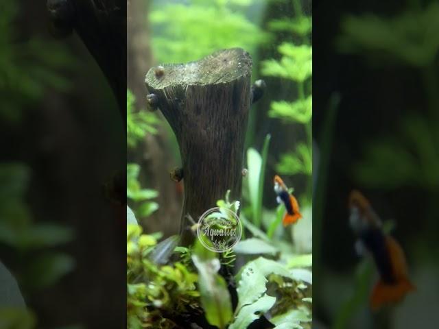 Easy & Beautiful Planted Aquarium