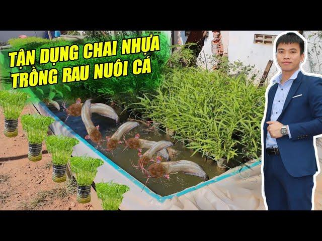 TẬN DỤNG 1000 CHAI NHỰA TRỒNG RAU NUÔI CÁ  - NUÔI CÁ AQUAPONICS | THỦY SẢN 365