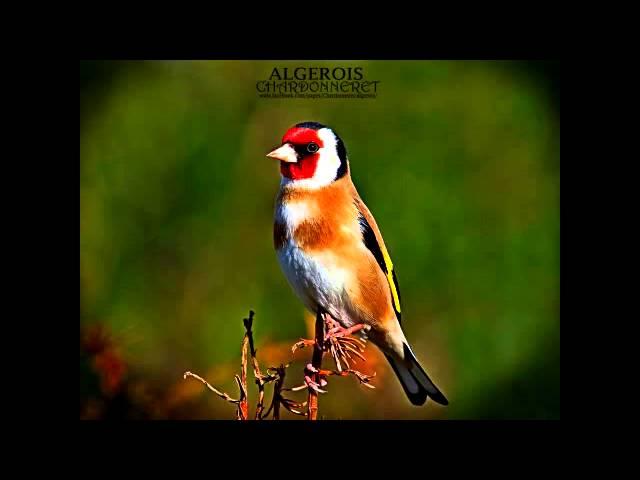 Wild goldfinch song from Algeria تغريد الحسون الخلوي الجزائري