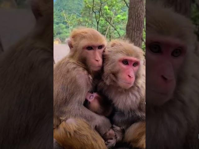 Monkey  Mother and father and cut baby  3 love  #subscribe #viral #shorts #live