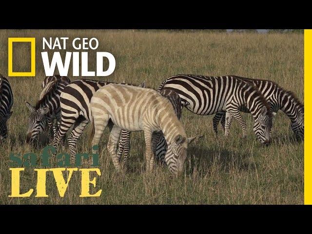 Why Is This Zebra Unusually Pale? | Nat Geo Wild