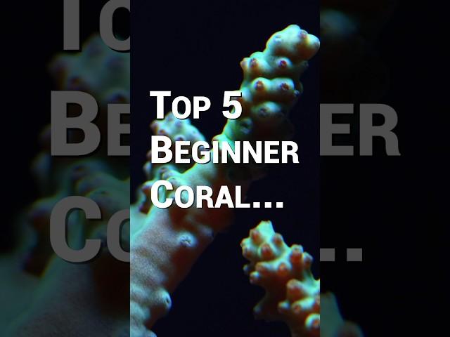 5 Corals Every Reef Tank Beginner Needs to Know About!