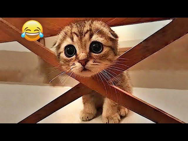 You Laugh You LoseFunniest Dogs and Cats 2024