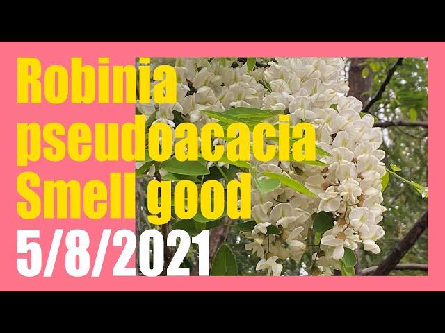 【Flowers】Good scent of Robinia pseudoacacia 5/8/2021