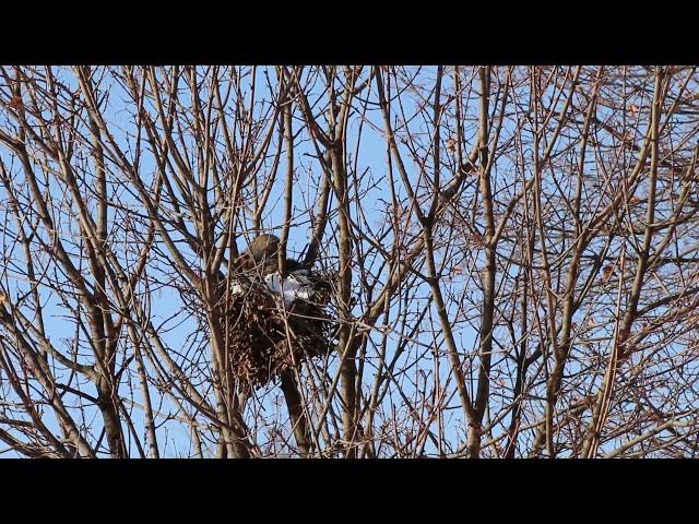 SQUIRREL in the morning, making itself beautiful - Nature, CANADA