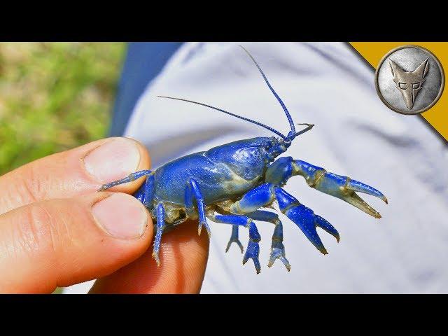 NEW SPECIES FOUND?! Rare Blue Crayfish!