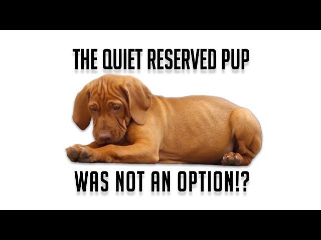 Deer Dog Training Q&A - The quiet reserved pup was not an option!?