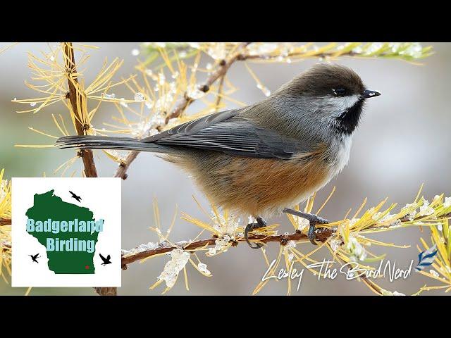 Finding the ELUSIVE Boreal Chickadee in a Remote Wilderness (featuring LesleytheBirdNerd)