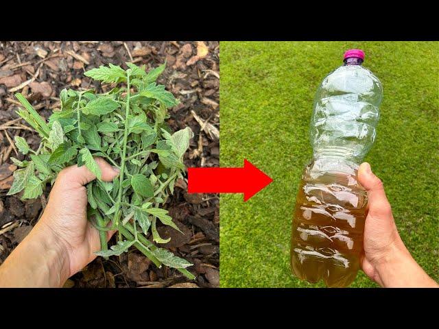 Don't Throw the Tomato Leaves! Make This Natural Insecticide Against Aphids and Caterpillars!