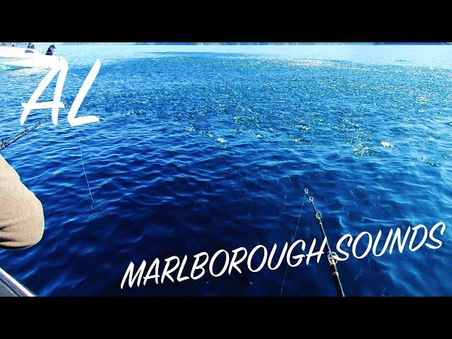 I HAVE NEVER SEEN SO MANY FISH IN THE MARLBOROUGH SOUNDS - Big Island Boat Tour (New Zealand) - EP24